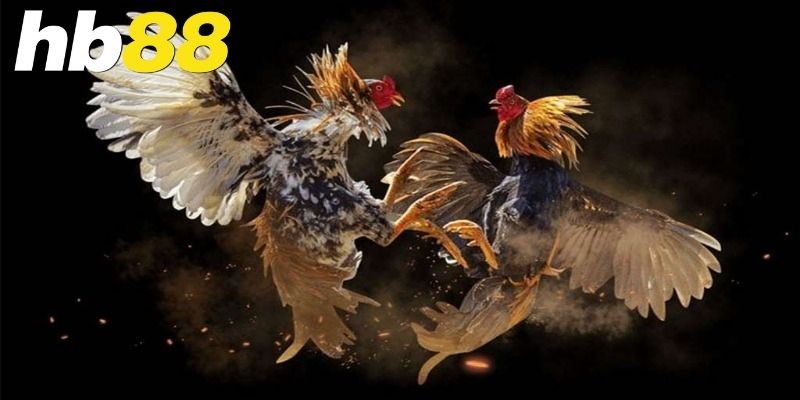 Đá gà là gì và nguồn gốc của trò chơi truyền thống này