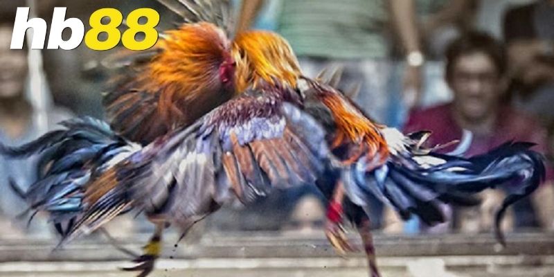 Các loại kèo cược phổ biến trong đá gà trực tuyến
