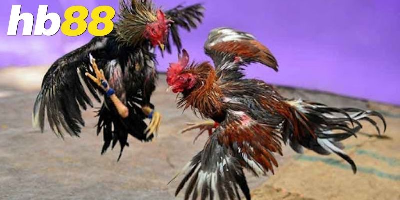 Những lợi ích khi chơi đá gà tại nhà cái hb88