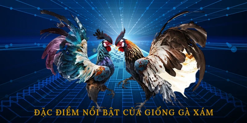 Đặc điểm nổi bật của giống gà xám