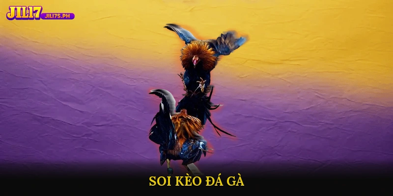 soi kèo đá gà