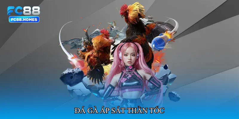 Đá gà áp sát thần tốc