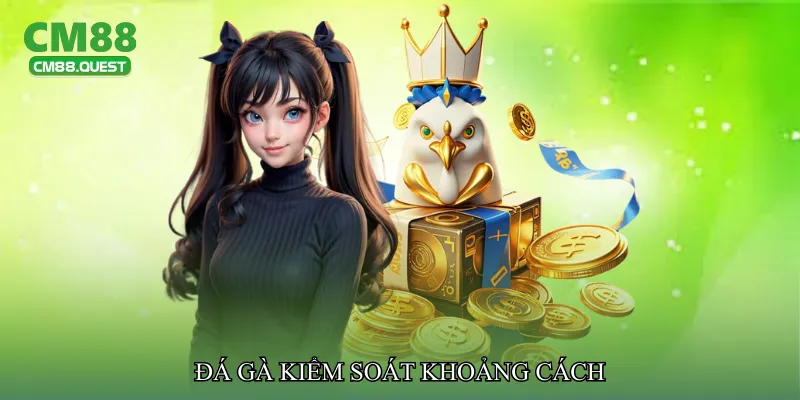 Đá gà kiểm soát khoảng cách